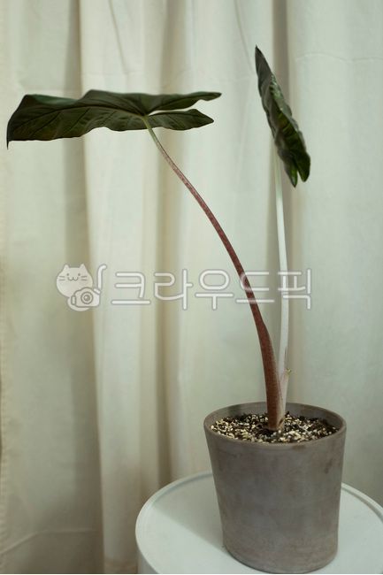 알로카시아,알로카시아유카탄프린세스,관엽식물,식물,식물일기,식물인테리어,플랜테리어,인테리어,식물도감,반려식물,애완식물,식물집사,화분,실내식물,공기정화식물,증산작용