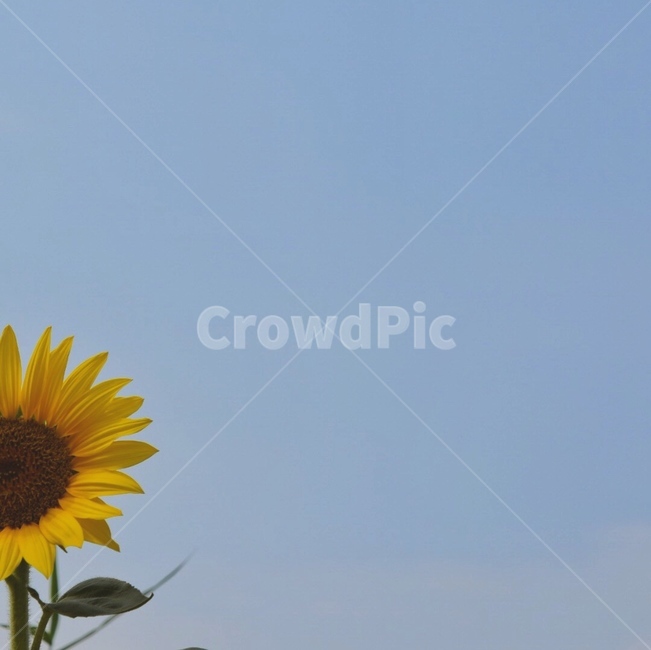 해바라기,꽃,자연,감성사진,가을,해바라기꽃,식물,배경화면,식물,자연,plants,nature,꽃,flower