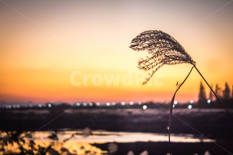 억새,노을,일몰,해넘이,붉은하늘,sunset,redsky,하늘,sky,가을,계절,fall,autumn,season
