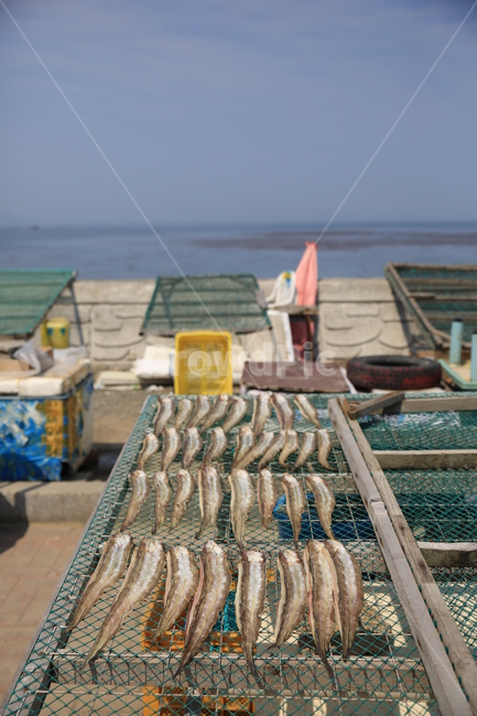 어촌,어부,건조,해변,바다,수산물,해산물,fishery products,seafood,어업,fishery,fishing industry