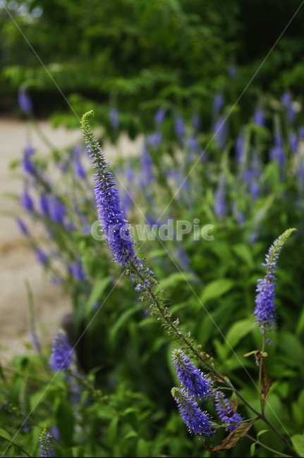 긴산꼬리풀,꽃,flower,식물,plant,자연,nature