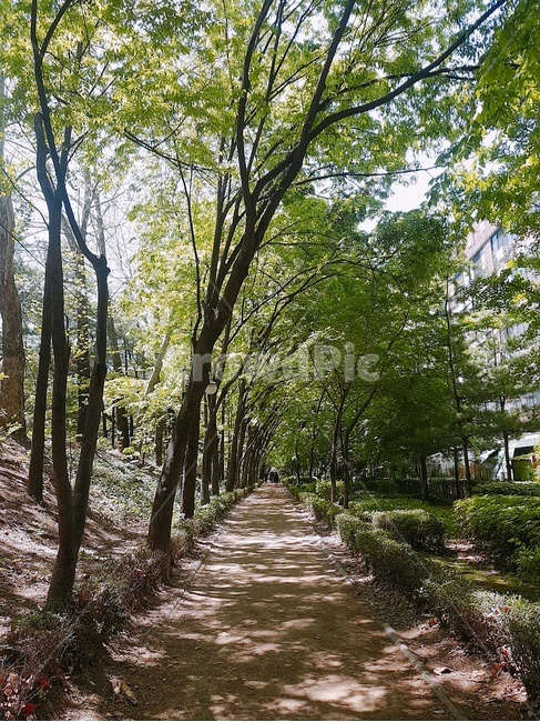 오솔길,숲길,산책길,산책로,긴산책길