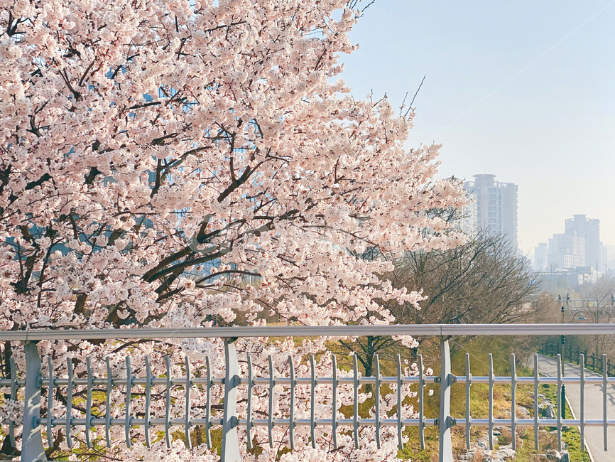 plant,봄,벚꽃,cherryblossoms,flower,하늘,spring,벚나무,봄,계절,spring,season