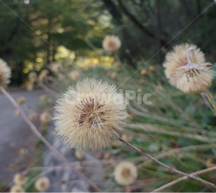 솜나물,홀씨,민들레,날아가는씨,씨앗,자연,산,식물,plant,flower,야생화,꽃