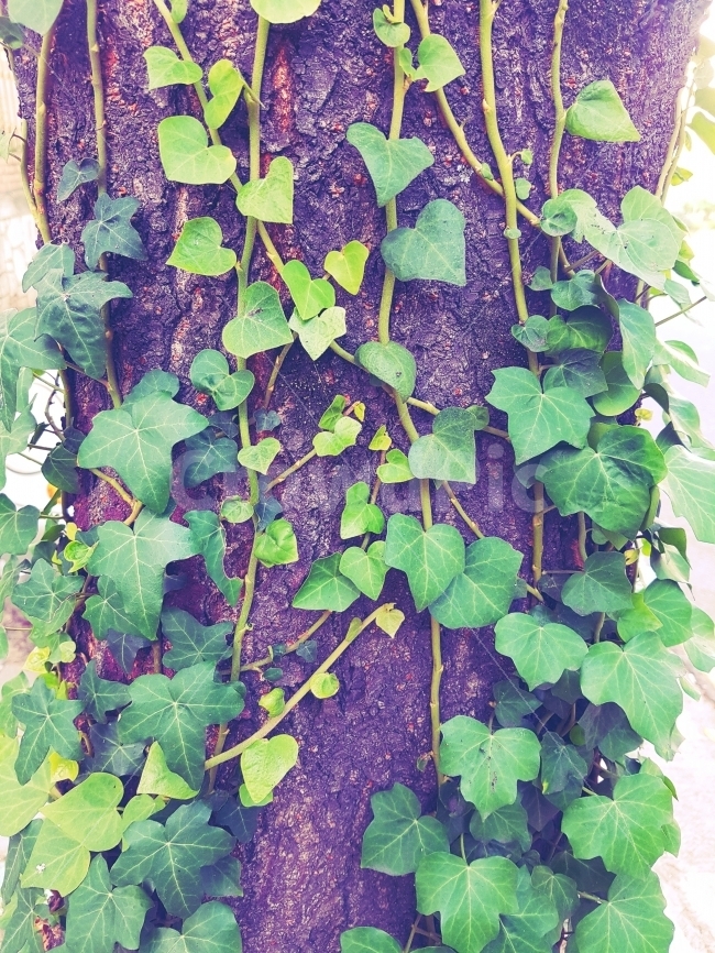 가을,덩쿨,나무,푸르다,덩쿨식물,초록,풀,시원하다,식물,자연,plants,nature