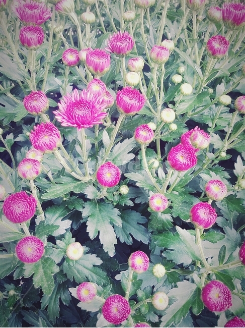 꽃,보라,flower,초록,국화