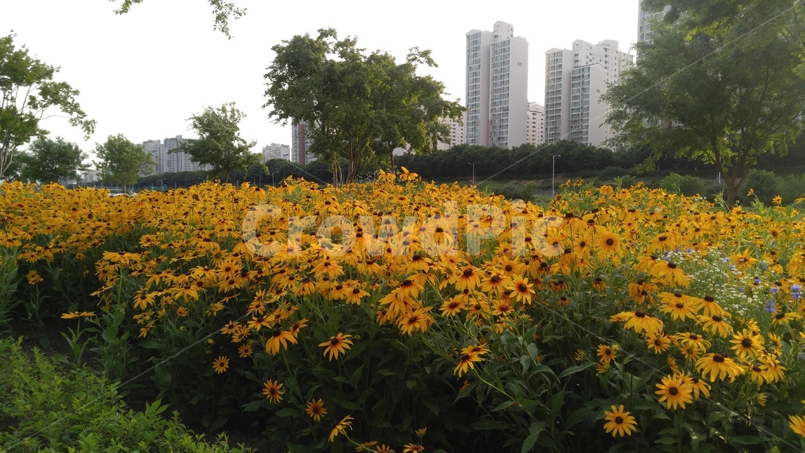 루드베키아,꽃,노랑꽃,노랑색,녹색,공원,식물,ludvechia,flower,yellowflowers,yellow,park,plants