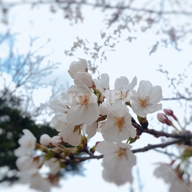 벚꽃,봄,감성,하늘,구름,꽃