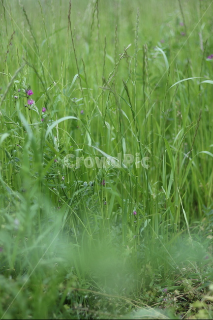 풀,잡초,초록,봄,흐림,식물,자연,plants,nature