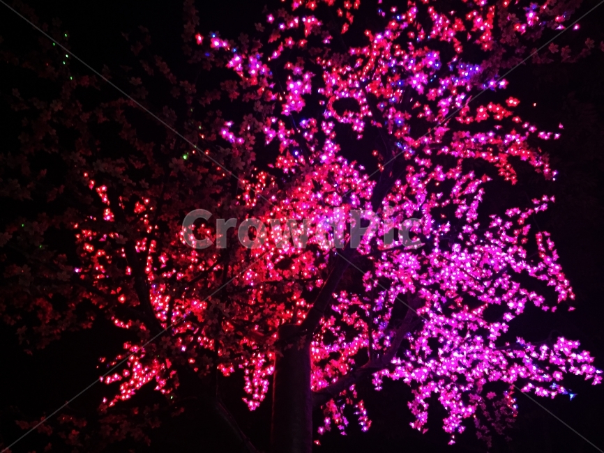 나무,야광,형형색색,색,밤나무,야경,밤,풍경,nightscape,night,landscape,식물,자연,plants,nature,나무,trees,wood