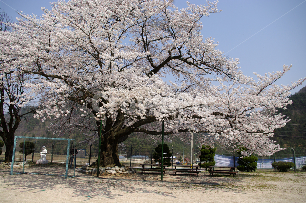 벚꽃,봄,flower,plant,식물,봄,계절,spring,season,자연,풍경,nature,landscape,꽃,blossom