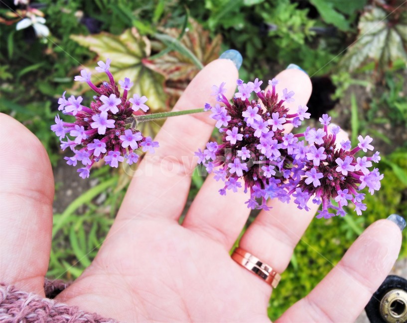 야생화,한송이,들꽃,보라색꽃,자연,배경,꽃,클로즈업샷,피어나다,fieldflowers,abunch,awildflower,purpleflower,nature,backgraound,flower,closeup,식물,자연,plants,nature,꽃,flower