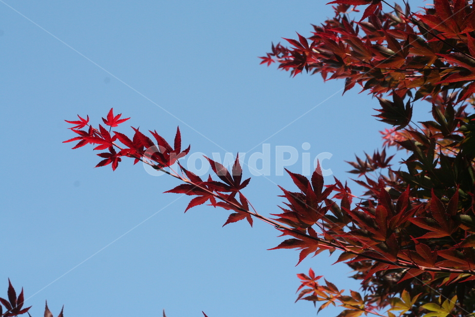 하늘,파란,붉은,빨강,단풍,단풍잎,blue,red,sky,leaf,plant,잎,식물,나무,maple,tree
