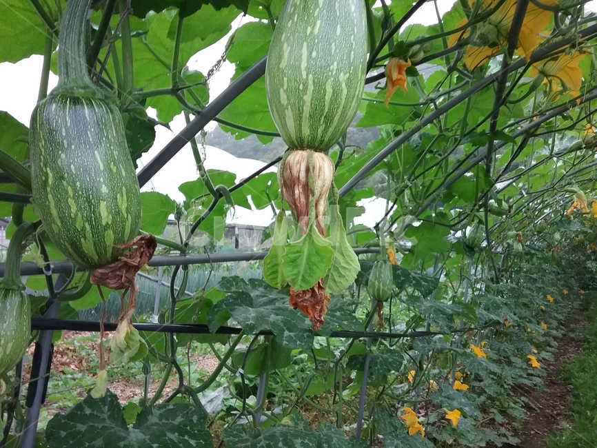 식물,옥욍,정원,호박,풀,과일,열매,fruit,채소,야채,vegetables