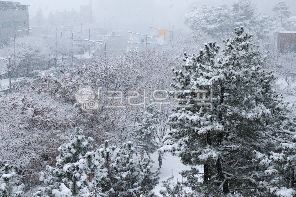 눈,눈덮인풍경,겨울나무,설경,눈오는날,흰눈,눈길,눈내린풍경,겨울풍경,눈송이,설화,겨울눈,겨울자연,눈덮인가지,겨울계절,눈오는풍경,눈속나무,겨울나무사진,하얀눈,눈풍경,snowtree,snowylandscape,wintertree,snowscene,snowyday,whitesnow,snowypath,snowcoveredview,winterscenery,snowflakes,snowflower,wintersnow,winternature,snowcoveredbranches,winterseason,snowyview,snowcoveredtree,wintertreephoto,whitesnowview,snowlandscape