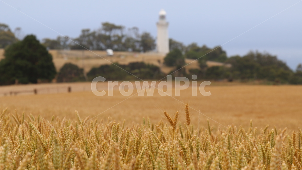 등대,밭,보리,자연,경치,풍경,farm,lighthouse,landscape,nature