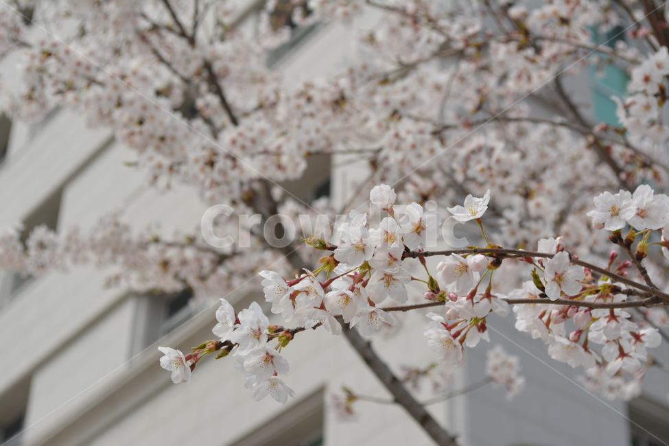 벚꽃,나무,봄,풍경,flower,따뜻함,spring,cherryblossom,봄,계절,spring,season,식물,자연,plants,nature,꽃,flower,plant,blossom,cherry blossom
