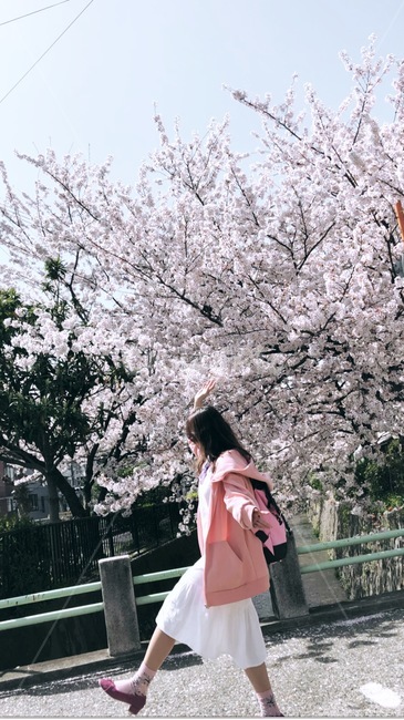 봄,벚꽃,꽃,실루엣,일본,봄,계절,spring,season,사람,인물,인간,human,person,여성,여자,woman,female,lady,여행,휴가,traveling,vacation,trip,plant,식물,blossom,flower