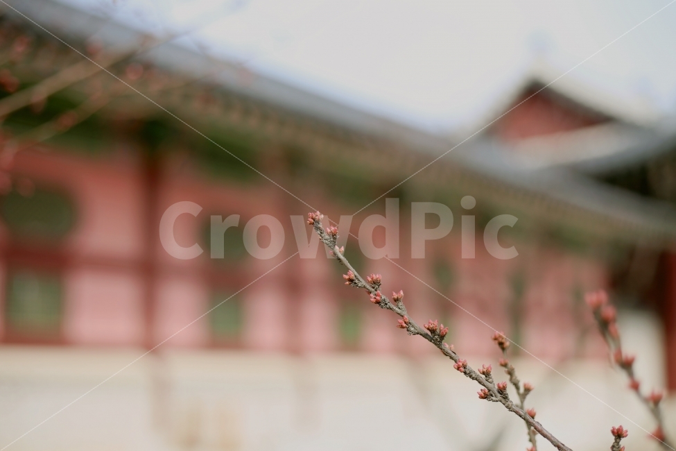 광화문,붉은꽃,빨간꽃,빨간색,붉은색,전통,봄,생명,꽃,지영재,봄,계절,spring,season,식물,자연,plants,nature,꽃,flower,plant,blossom,sprout,새싹,bud,싹