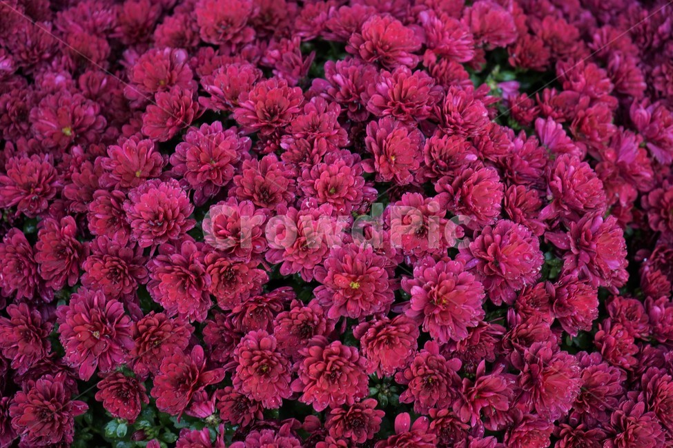 국화,가을,노랑,우아함,계절,autumn,fall,beautiful,plant,flower,식물,자연,plants,nature,꽃,flower