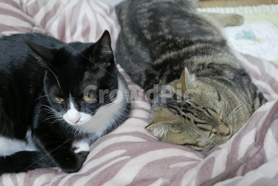고양이,동물,반려동물,애완동물,cat,pet,동물,animal,포유류,mammal,고양이,cat,kitten,kitty
