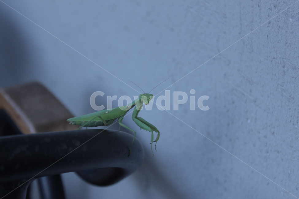 사마귀,곤충,mantis,자연,연두색