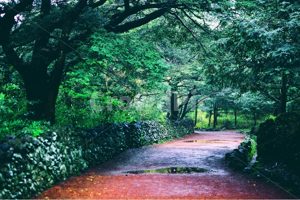 제주도,비자림,나무,숲,다리,나무다리,목조다리,소실점,자연,풍경,nature,landscape,휴식,힐링,rest,relaxation,healing,화산송이,제주,제주여행,비자나무,생물,식물,숲속,신기,고목,경관,녹색,제주유산,제주풍경,제주명소,제주코스,제주인기,화려함,plants,trees,wood,산책길,산책,올레길,비,빗물,레인,rain,travel,jeju,jejutravel,jejulandscape,자연,풍경,nature,landscape,감성,sensible,feeling,휴식,힐링,rest,relaxation,healing,tree,plant,vegetation,초목,outdoors,옥외