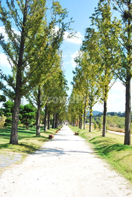 공원,가로수,길,자연,나무,tree,식물,자연,plants,nature,나무,trees,wood