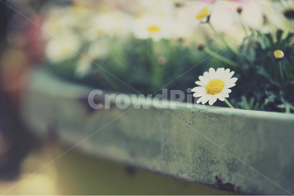 자연,꽃,식물,봄,감성,봄,계절,spring,season,식물,자연,plants,nature,꽃,flower,감성,sensible,feeling,plant,blossom,daisy,데이지,daisies