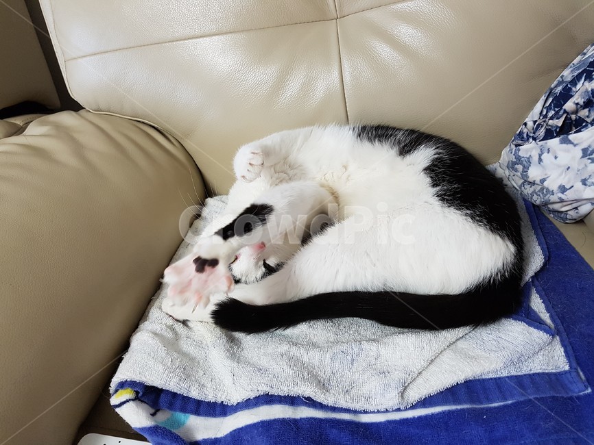 고양이,검정,흰색,검은색꼬리,핑크색코,발톱,동물,animal,포유류,mammal,고양이,cat,kitten,kitty