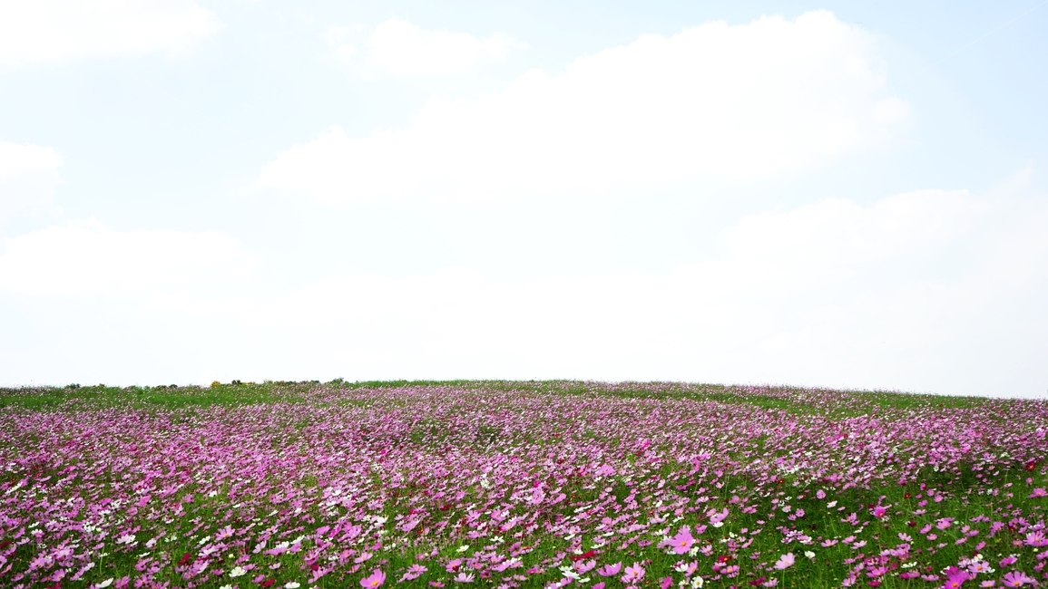 코스모스,야생화,가을,하늘,가을하늘,가을,계절,fall,autumn,season,식물,자연,plants,nature,꽃,flower,blossom,petal,꽃잎,plant