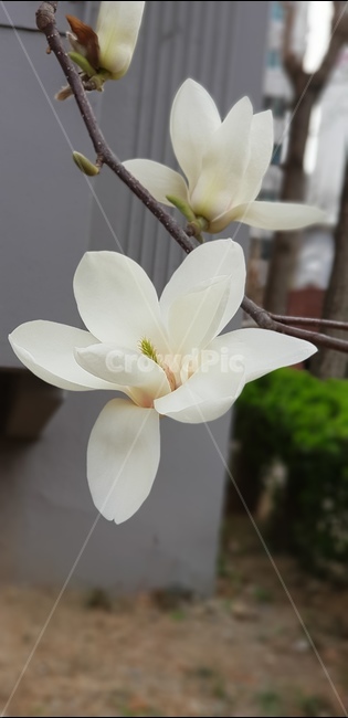 꽃,목련,단아함,우아함,흰색,식물,자연,plants,nature,꽃,flower