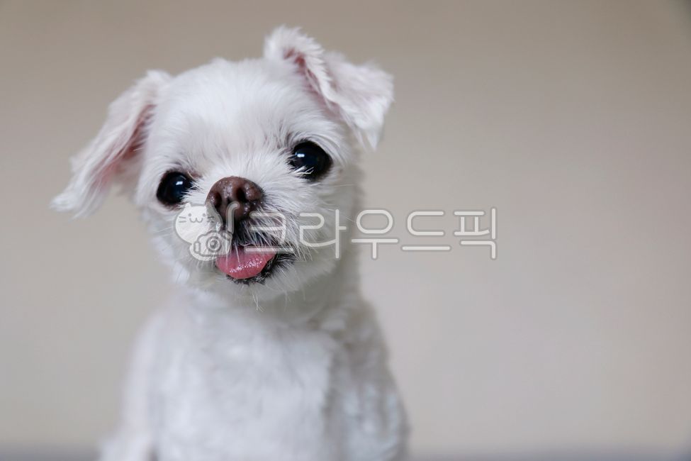 강아지,개,dog,반려견,말티즈,pet,puppy,동물,animal,애완동물