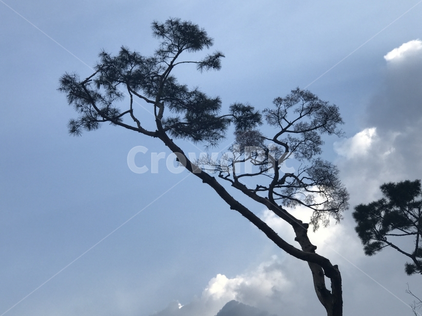 하늘,구름,소나무,자연,노송,pine,sky,blue,nature,흐림,풍경,식물,자연,plants,nature,나무,trees,wood