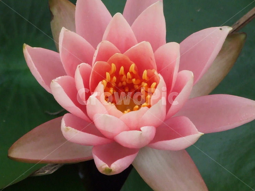 연꽃,꽃,꽃잎,식물,flower,분홍,식물,자연,plants,nature,꽃,flower