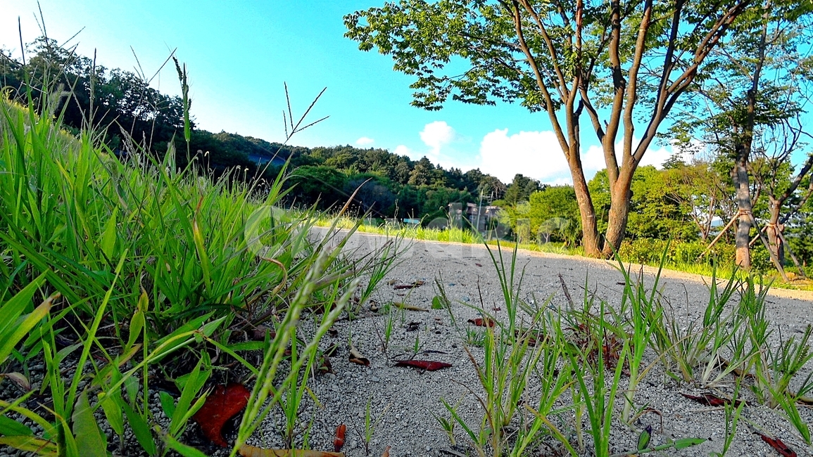 풀,나무,하늘,흙,산책로,식물,plant,자연,풍경,nature,landscape