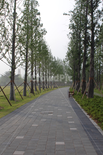 가로수길,밝은골목,메타세콰이어길,공원,산책로,부산시민공원,자연,풍경,nature,landscape,path,통로,outdoors,옥외,walkway,보도