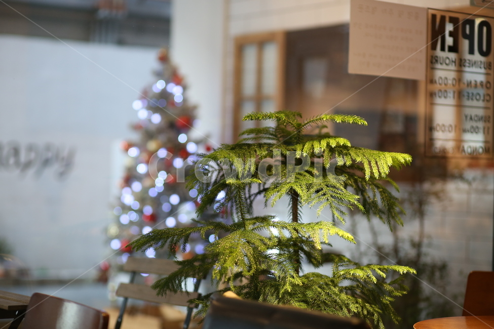 크리스마스,보케,빛망울,트리,크리스마스트리,식물,자연,plants,nature