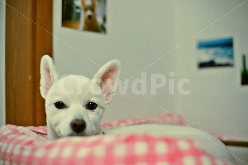 강아지,스피츠,제페니스스피츠,재패니스스피츠,japanesespitz,필름사진,동물,animal,포유류,mammal,개,강아지,dog,doggy