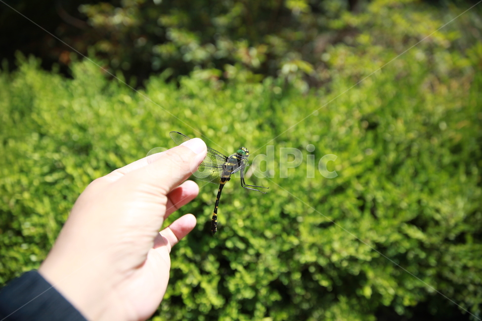 손,잠자리,녹색,숲,hand,dragonfly