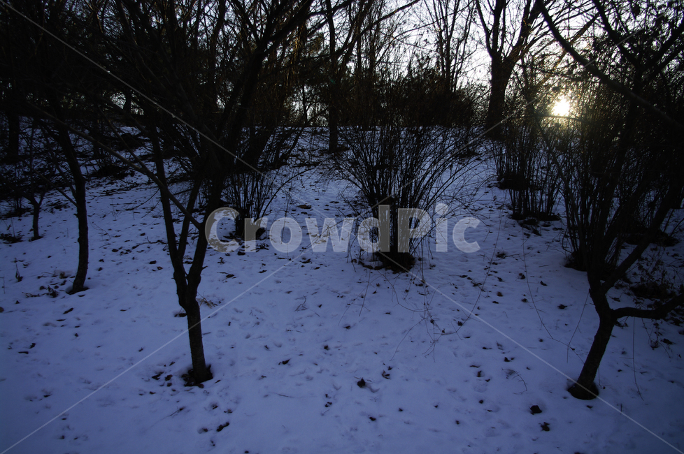 겨울,winter,풍경,설경,눈,식물,plant,자연,nature,나무,숲,빛,겨울,계절,winter,season,자연,풍경,nature,landscape,outdoors,옥외
