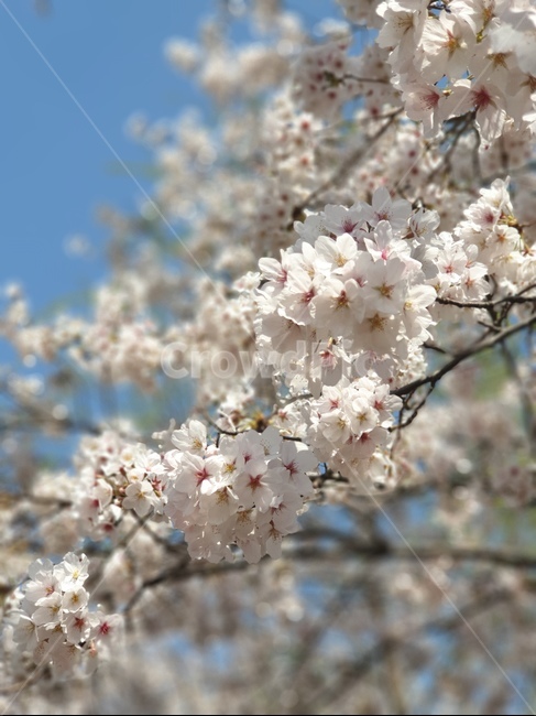 벗꽃,흰꽃,꽃나무,blossom,cherryblossom,봄꽃나무