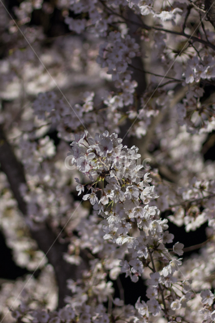 벚꽃,밤벚꽃,봄,꽃,벚꽃야경,야간벚꽃,봄,계절,spring,season,plant,식물,flower,blossom