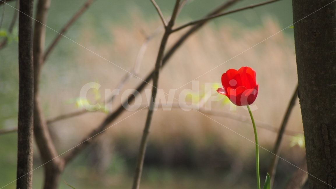 튤립,꽃,붉은색꽃,단아함,flower,식물,자연,plants,nature,꽃,flower,감성,sensible,feeling