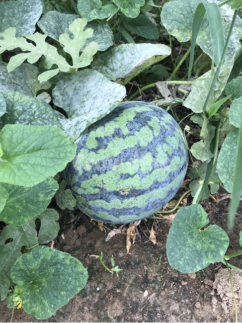 수박,watermelon,과일,fruit,수박밭,food,과일,열매,fruit