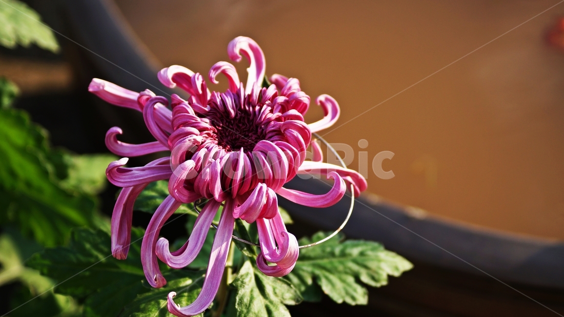 국화,개량국화,꽃축제,꽃길,식물,식물,자연,plants,nature,꽃,flower