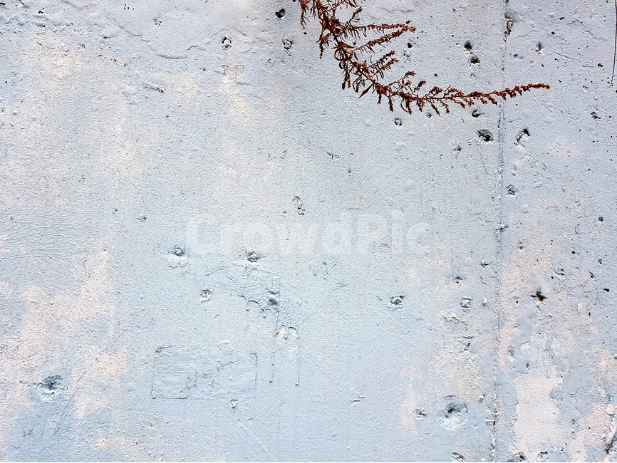 벽,디자인,나뭇잎,쓸쓸함,고독,예술,아트,콘크리트벽,콘크리트,식물,자연,plants,nature