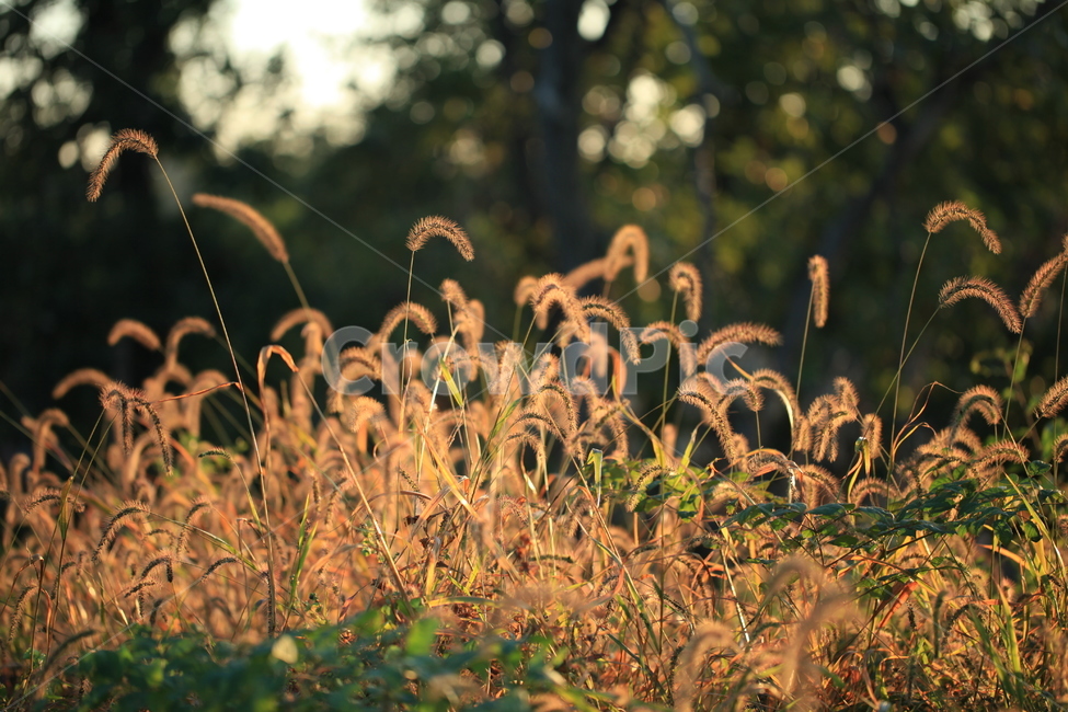강아지풀,가을,식물,plant,잡초,식물,자연,plants,nature