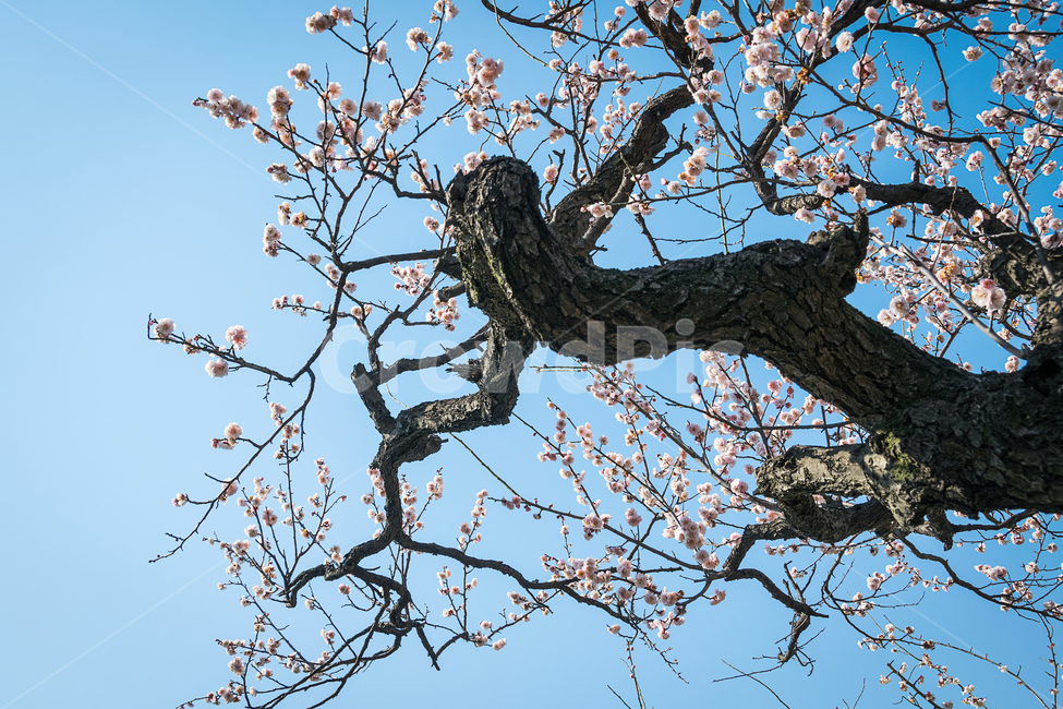 봄,매화,매화꽃,꽃,봄꽃,식물,풍경,자연,spring,flower,natural,landscape,하늘,봄,계절,spring,season,식물,자연,plants,nature,꽃,flower,나무,trees,wood,plant,tree