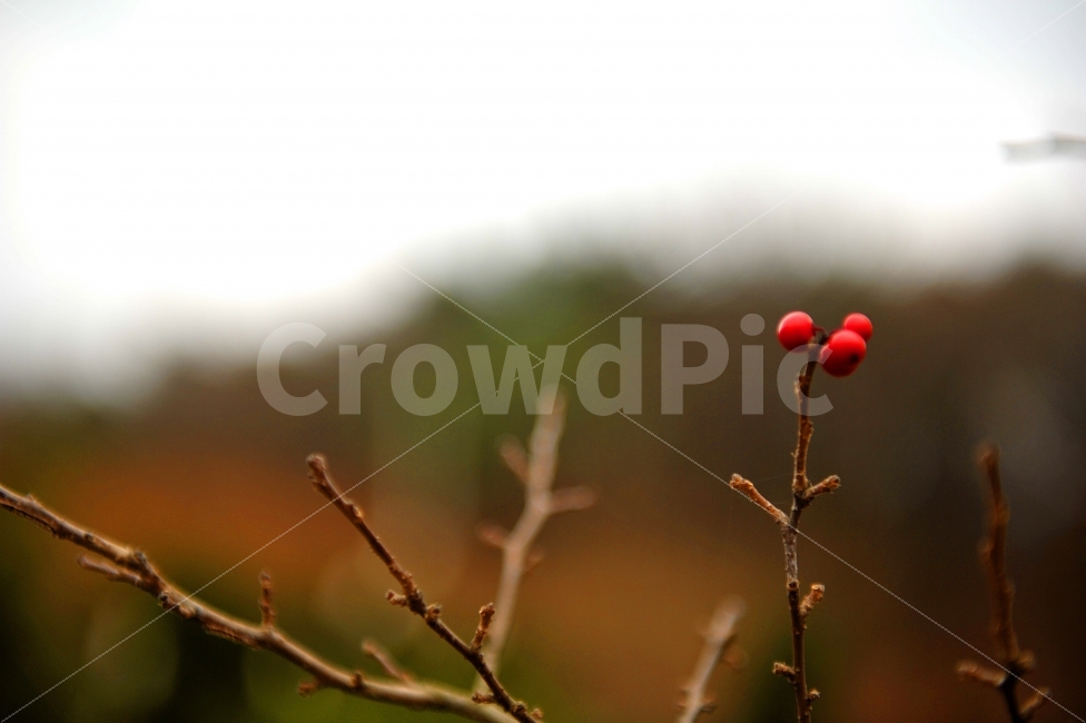 열매,가을,산,이름모를열매,여행,식물,자연,plants,nature,과일,열매,fruit,감성,sensible,feeling